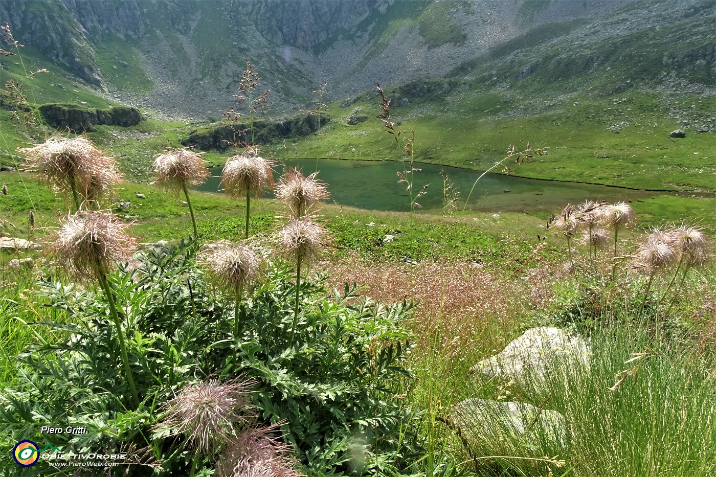 29 Fiori di pulsatilla alpina sfiorita al Lago dl Valsambuzza (2085 m) .JPG